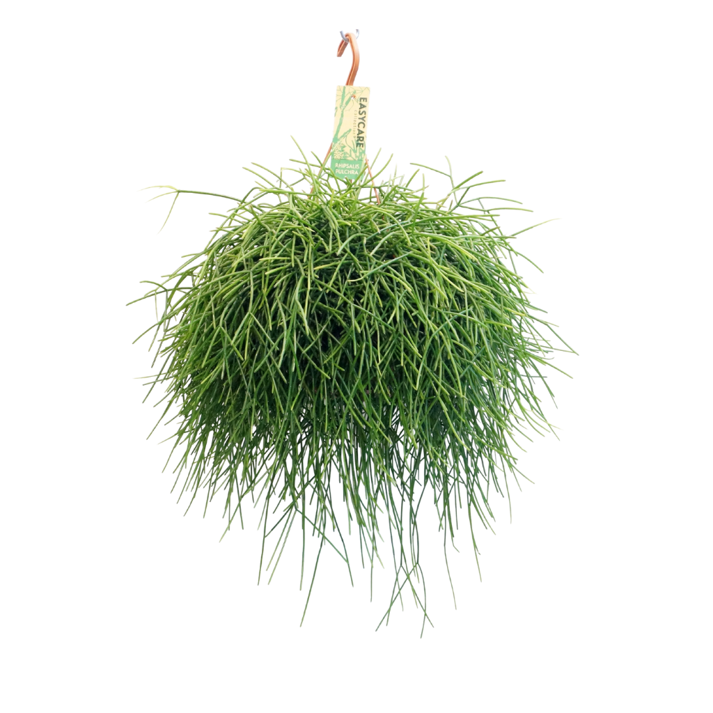 Rhipsalis Pulchra H 45 ø 21 cm
