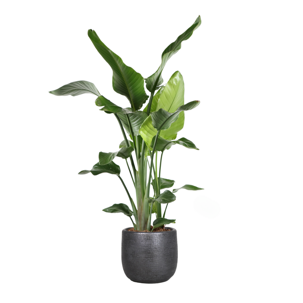 Paradijsvogelplant (Strelitzia Nicolai) H 120 ø 24 cm