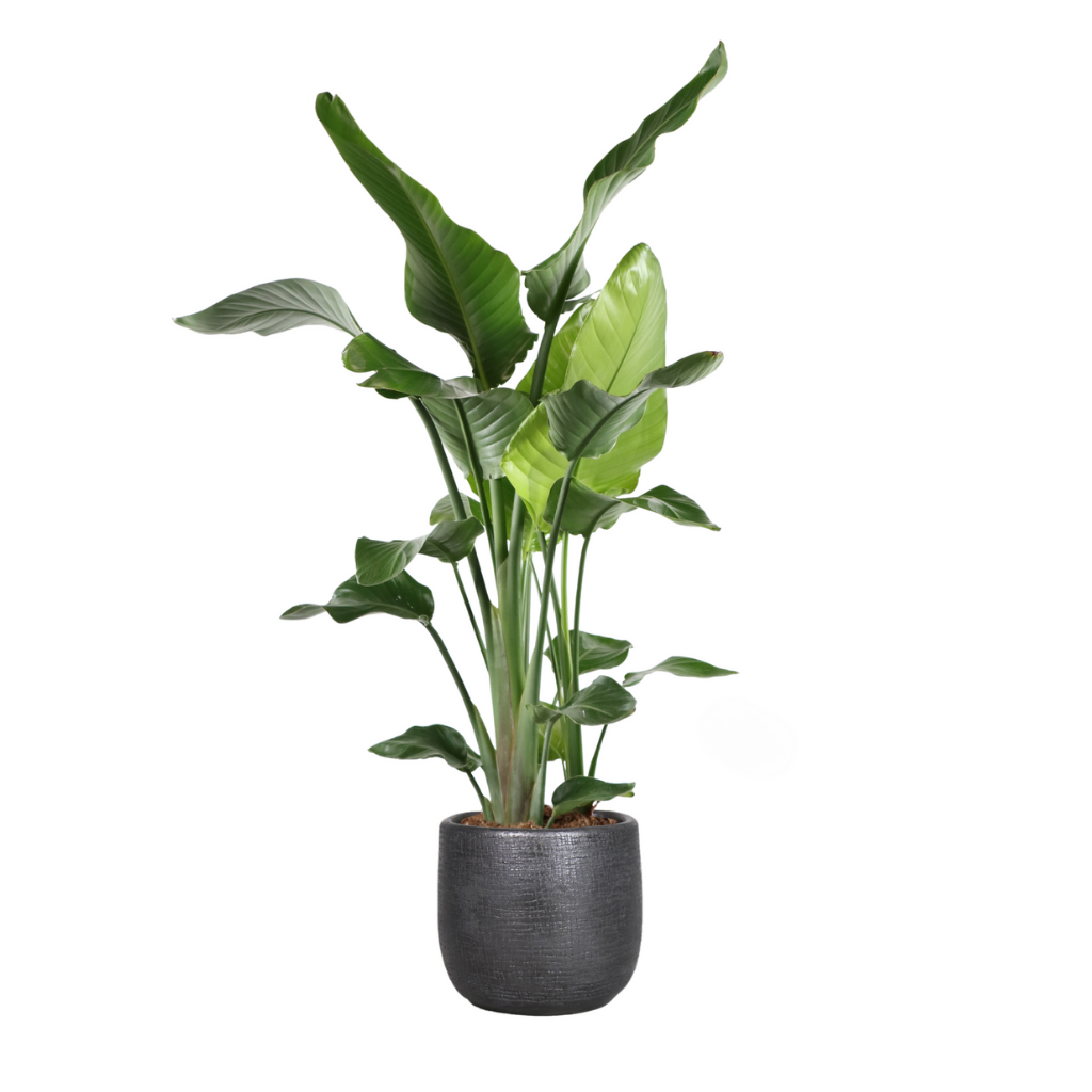 Paradijsvogelplant (Strelitzia Nicolai) H 130 ø 35 cm