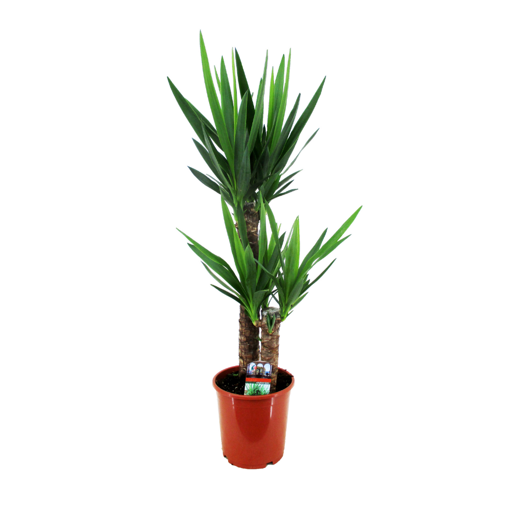 Palmlelie (Yucca Elephantipes) H 100 ø 21 cm