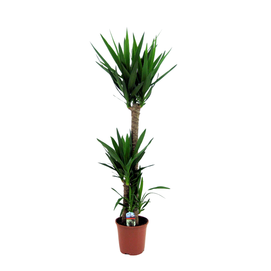 Palmlelie (Yucca Elephantipes) H 140 ø 24 cm