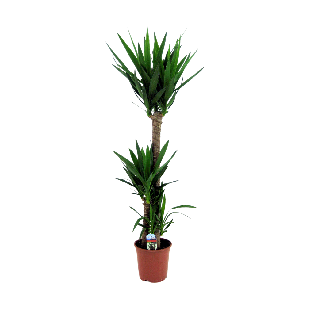 Palmlelie (Yucca Elephantipes) H 170 ø 27 cm