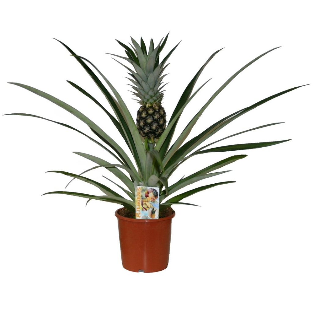 Sierananas (Ananas Champaca) H 60 ø 14 cm