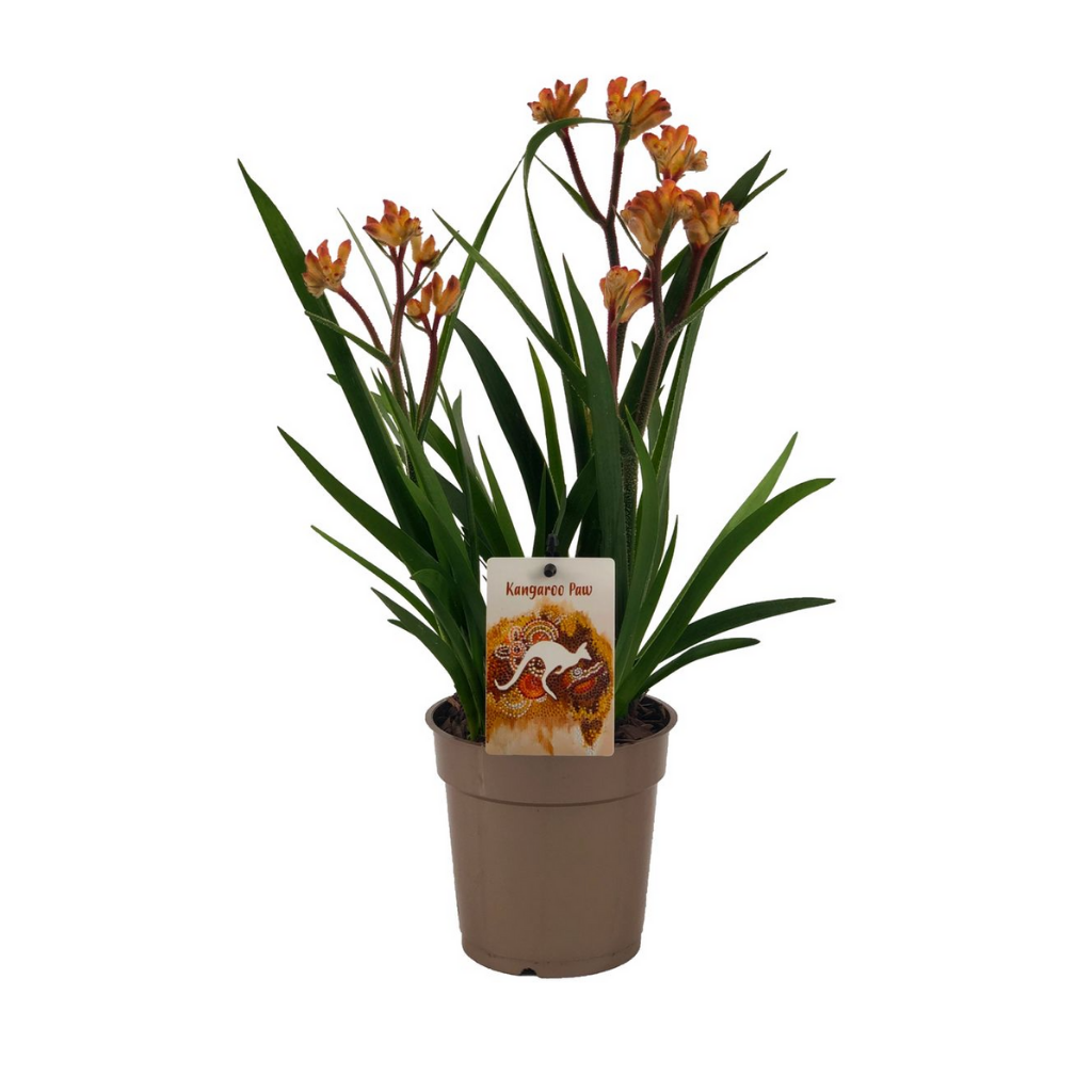 Kangoeroe-poot (Anigozanthos Beauty Orange) H 40 ø 12 cm