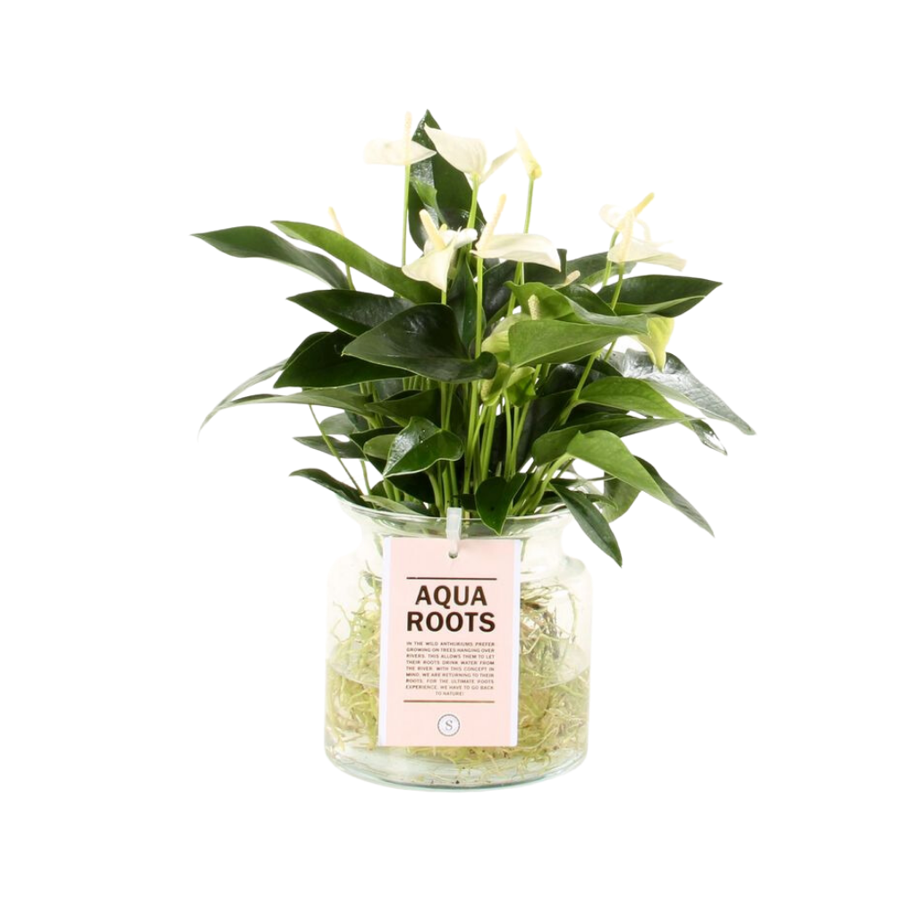 Flamingoplant (Anthurium Aqua Roots White Champion) H 40 ø 12 cm