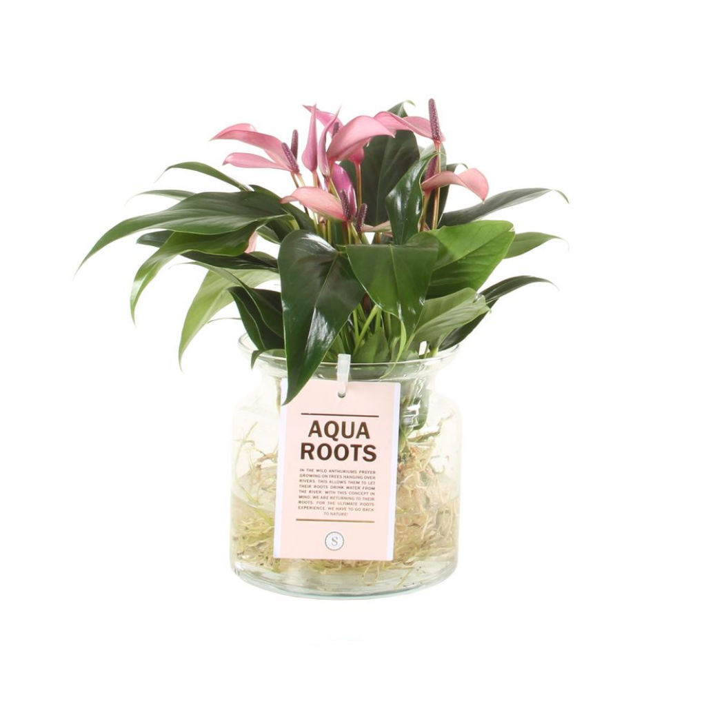 Flamingoplant (Anthurium Aqua Roots Zizou) H 40 ø 12 cm