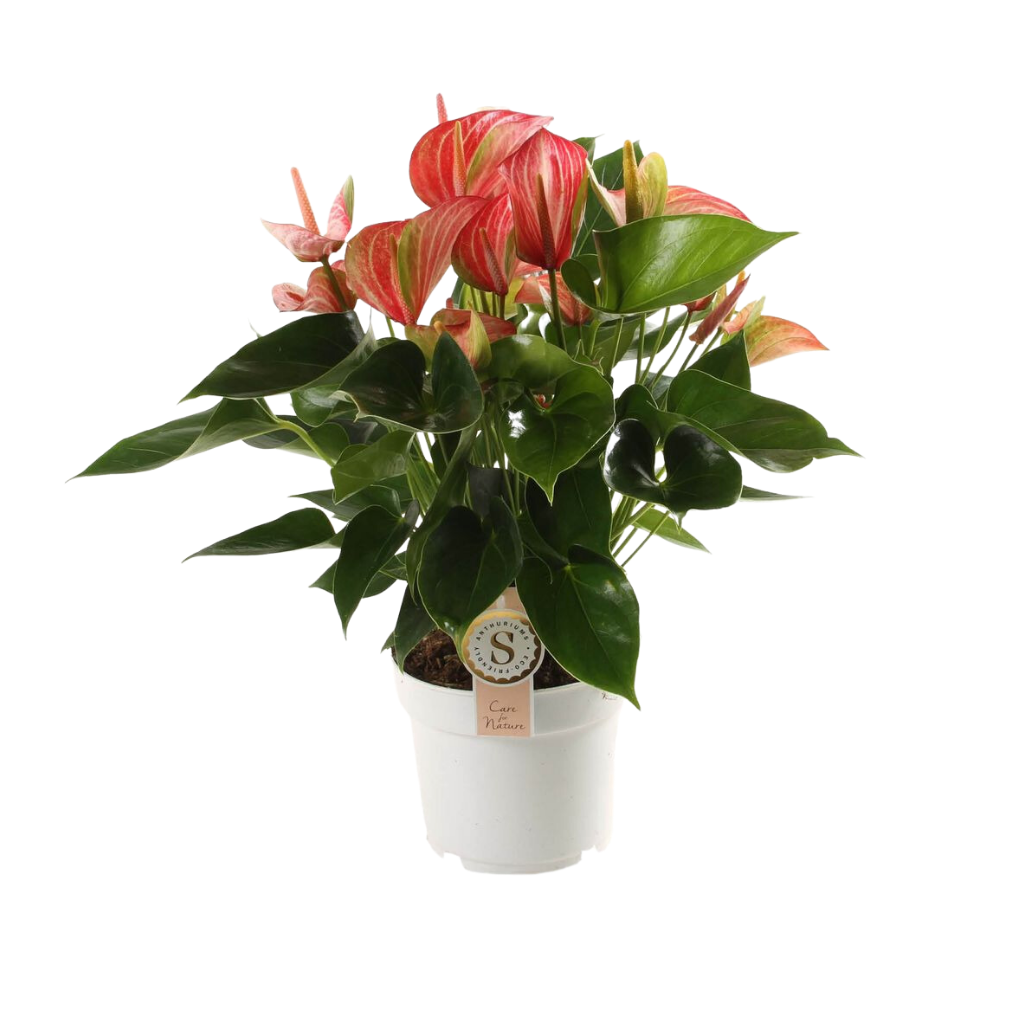 Flamingoplant (Anthurium Livium Red) H 55 ø 17 cm
