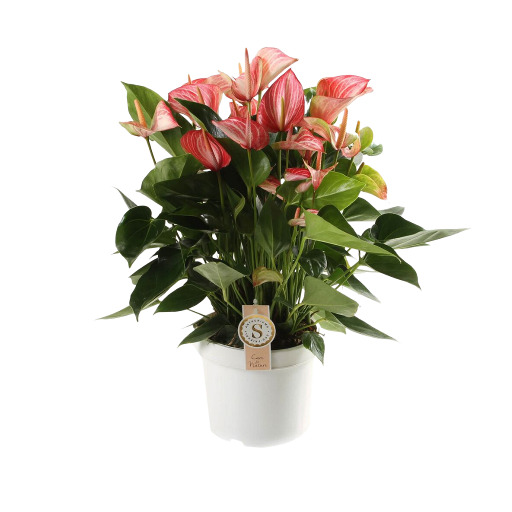 Flamingoplant (Anthurium Livium Red) H 65 ø 21 cm