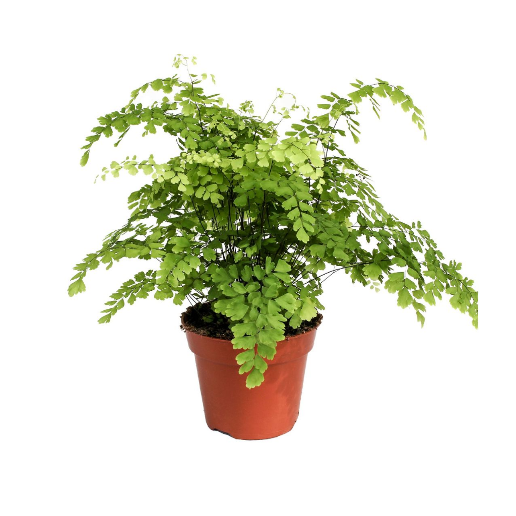 Venushaar varen (Adiantum Rad Fragrans) H 40 ø 17 cm