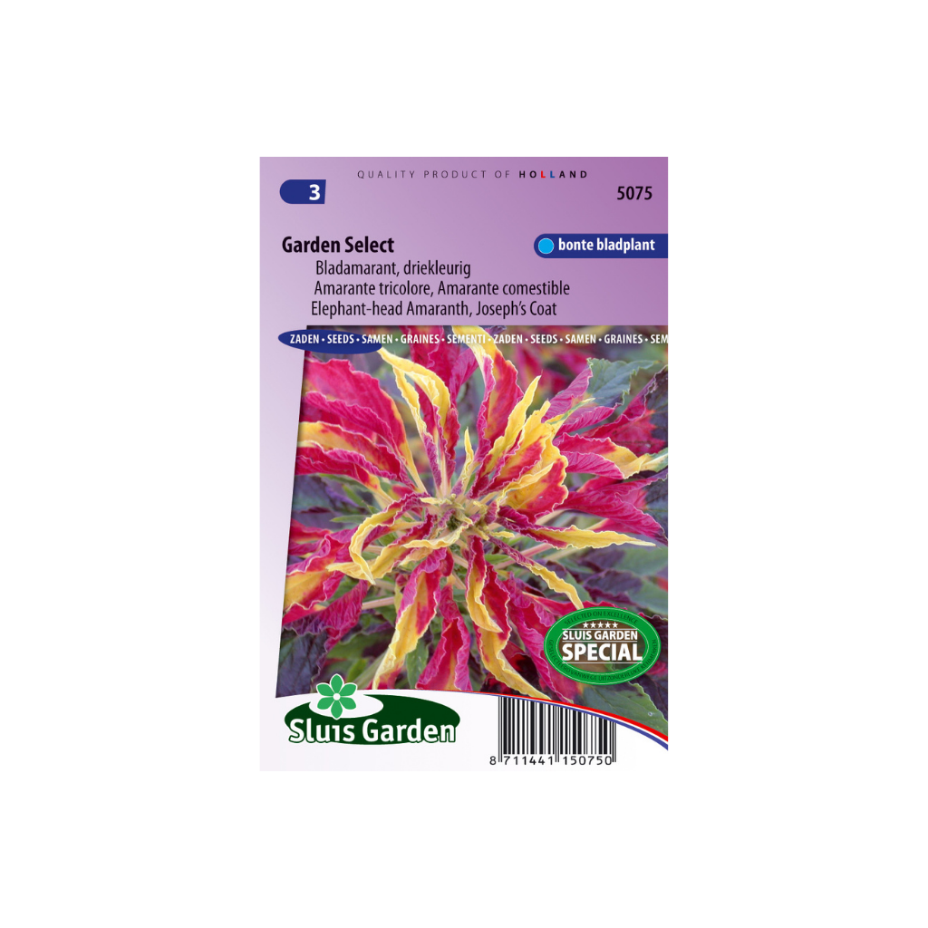 Amaranthus tricolor Garden Select