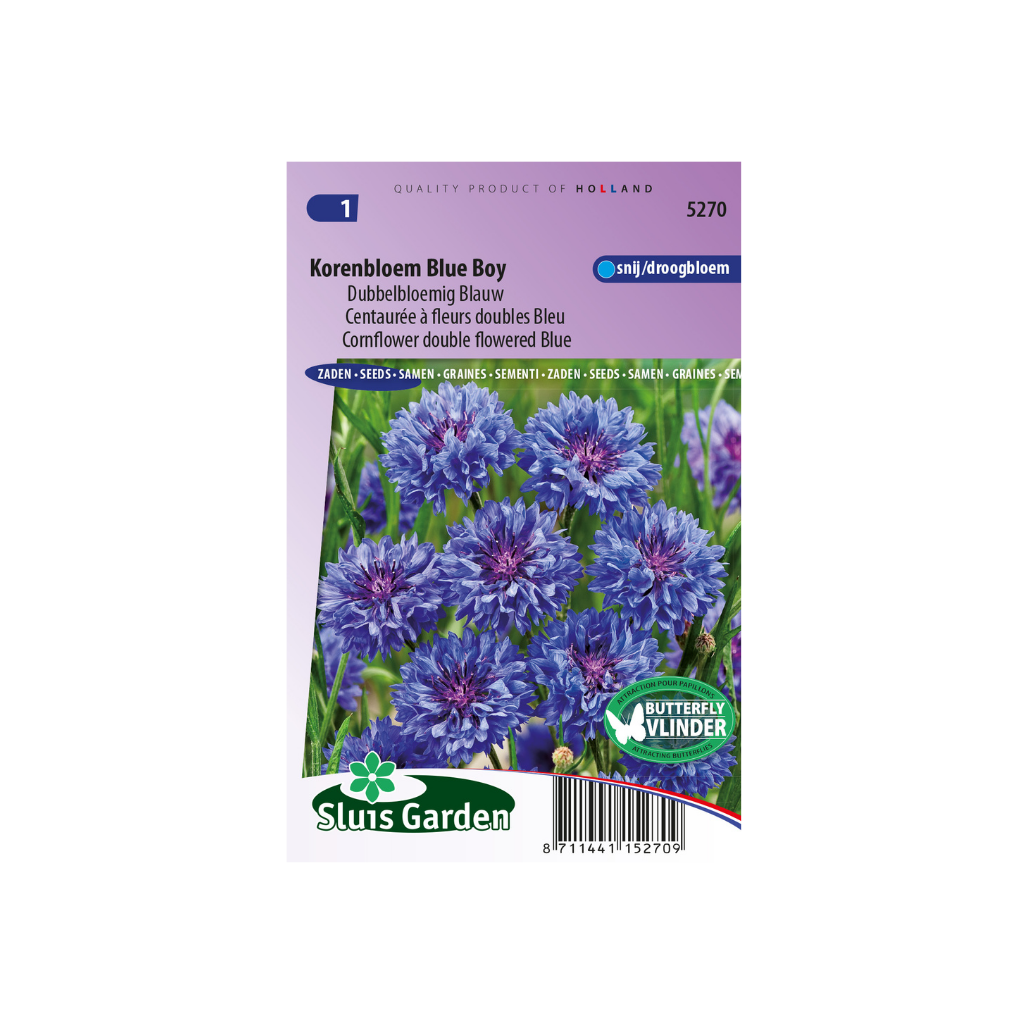 Centaurea cyanus flore plena Blue Boy