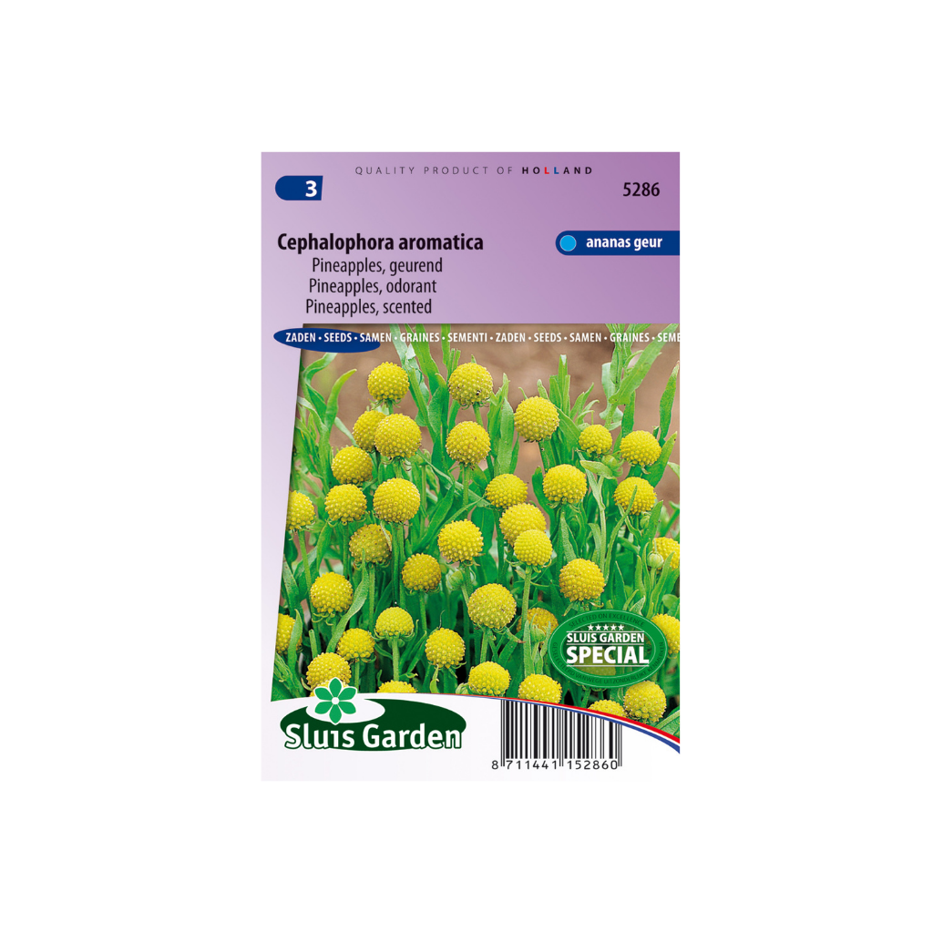 Cephalophora Aromatica Pineapples