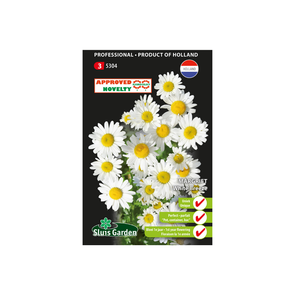 Margriet chrys.leuc. White Breeze