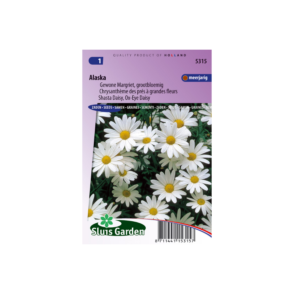 Chrysanthemum leucanthem. vulg. Alaska