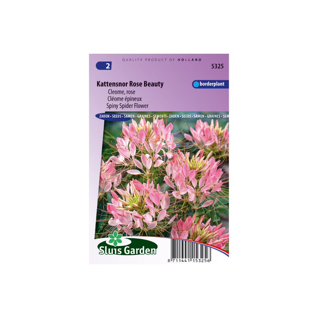 Cleome pungens Rose Beauty