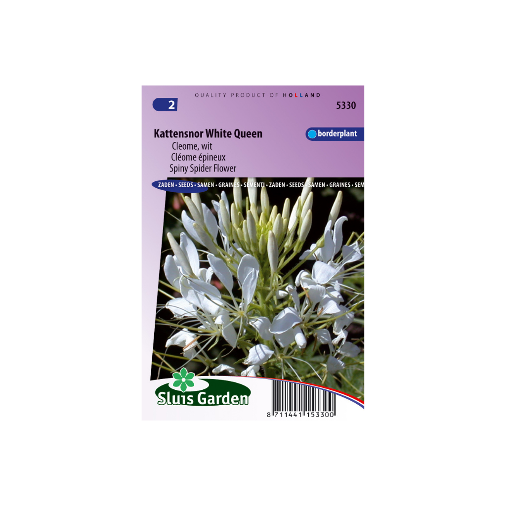 Cleome spinosa White Queen