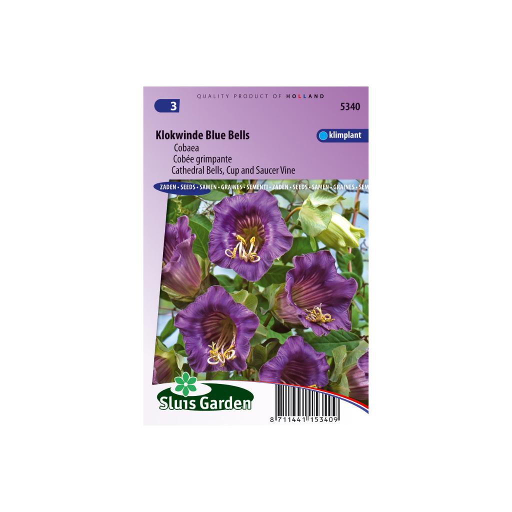 Cobaea scandens Violet Blue Bells