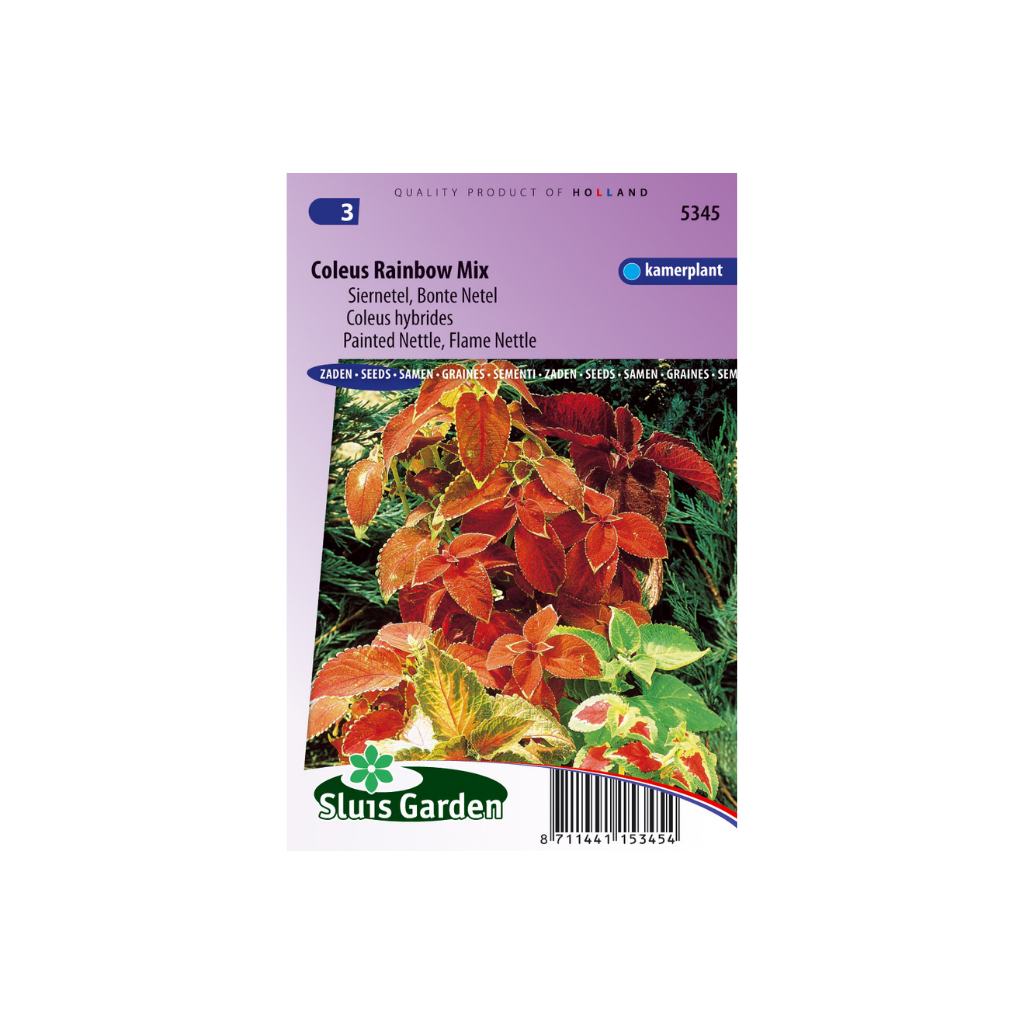 Coleus blumei Rainbow Mkt. Gr. quality
