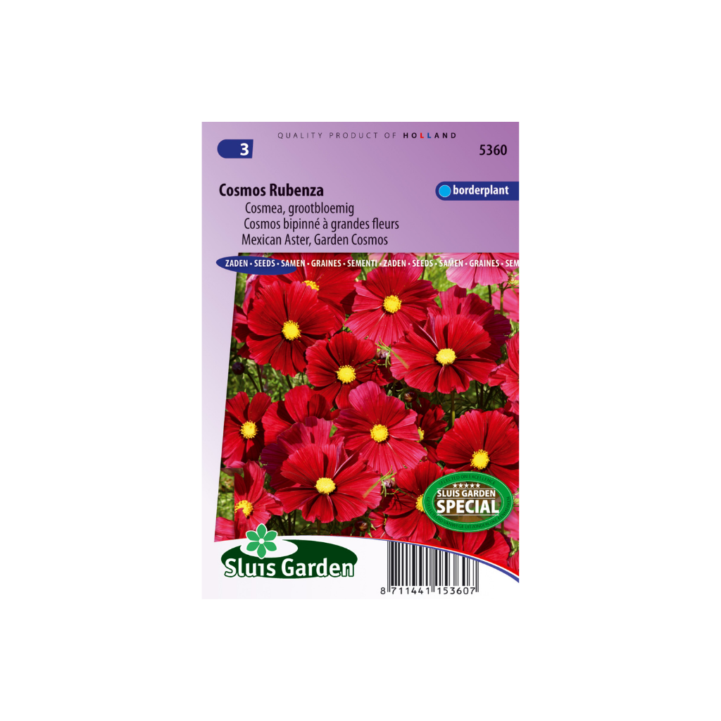 Cosmos bipinnatus Rubenza