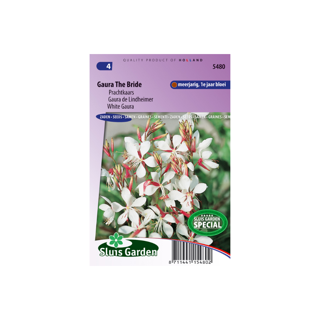 Gaura lindheimerii The Bride