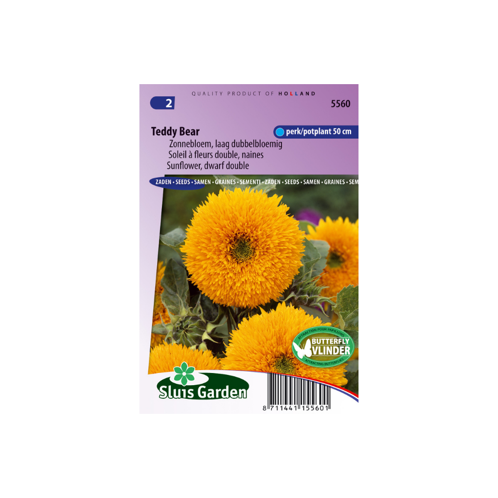 Helianthus annuus Teddy Bear