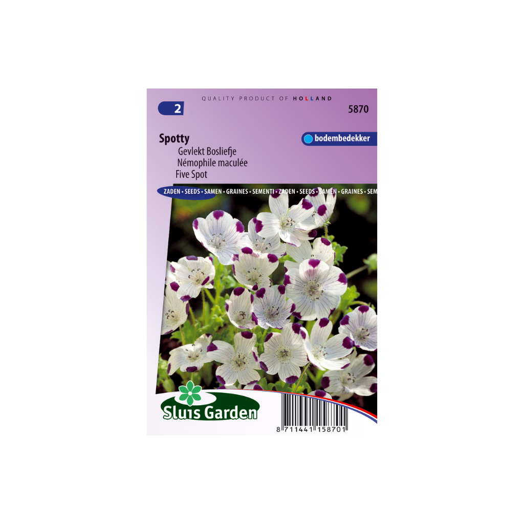 Nicotiana alata Daylight Sensation
