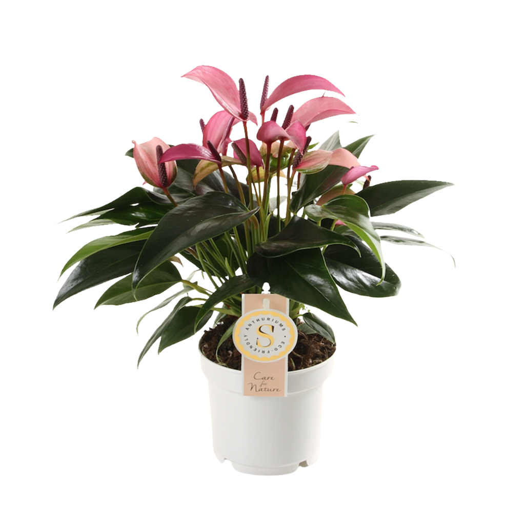 Flamingoplant (Anthurium Zizou) H 40 ø 12 cm