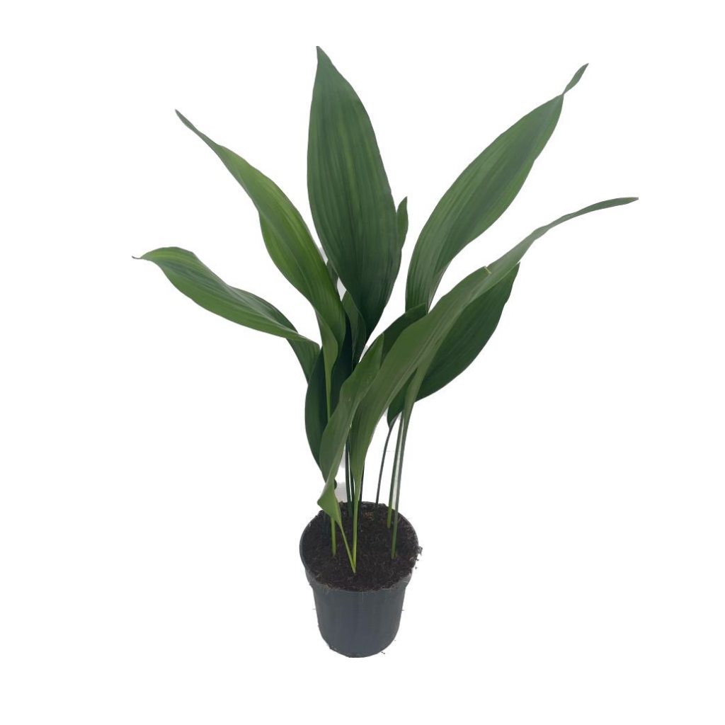 Kwartjesplant (Aspidistra Elatior) H 80 ø 17 cm