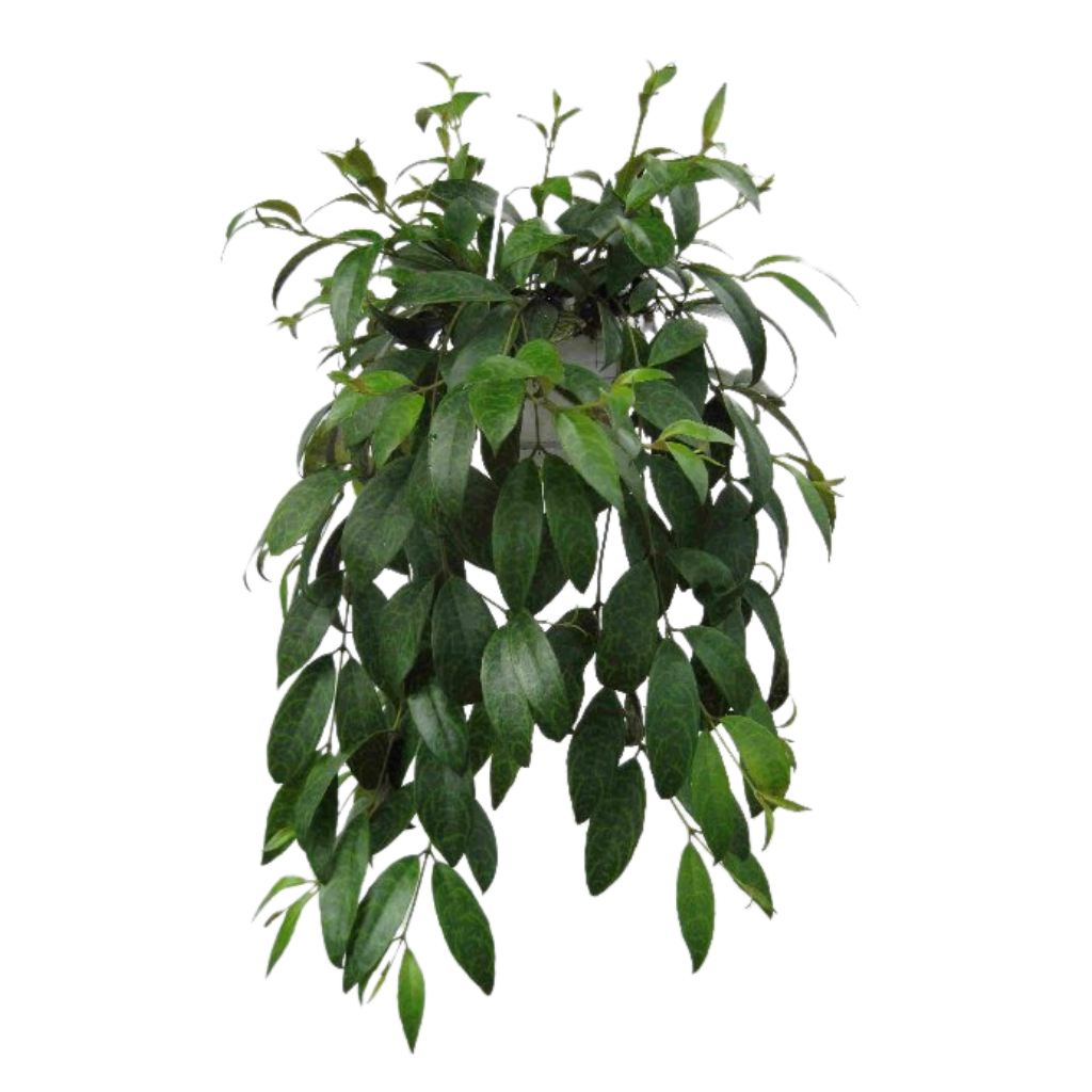 Lipstickplant (Aeschynanthus Marmoratus) H 20 ø 14 cm