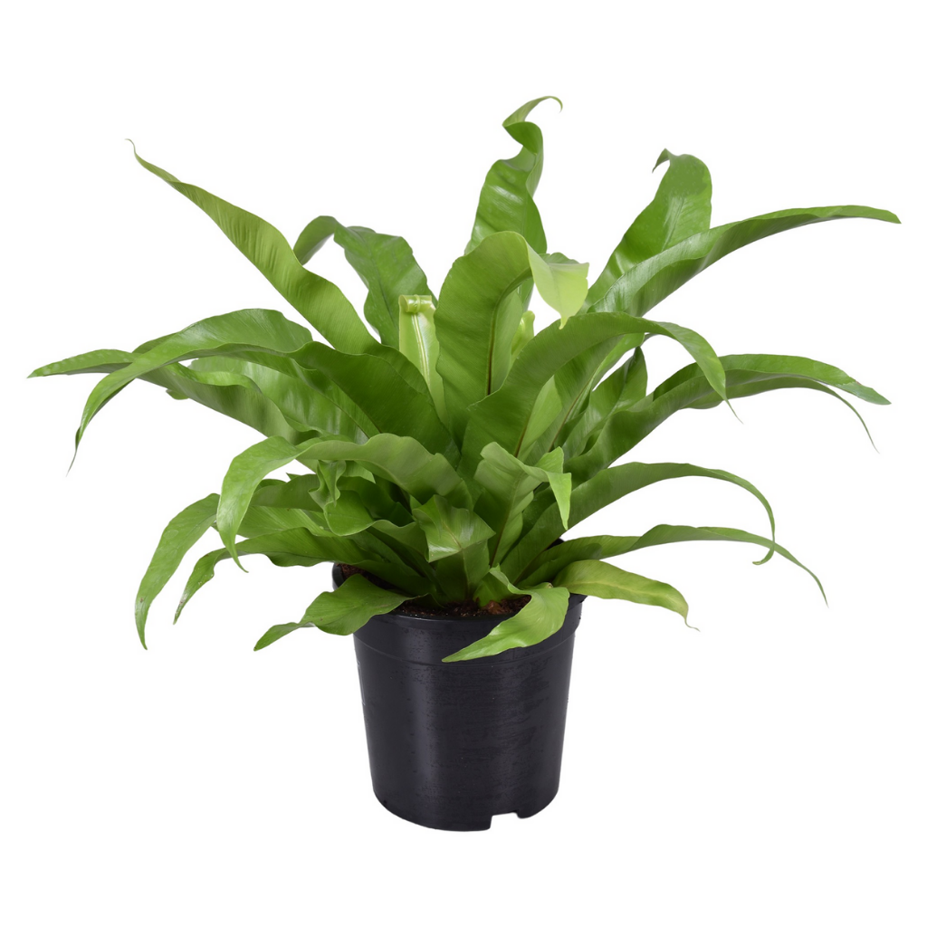 Nestvaren (Asplenium Antiquum) H 45 ø 17 cm