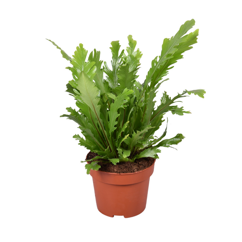 Nestvaren (Asplenium Campio) H 30 ø 12 cm