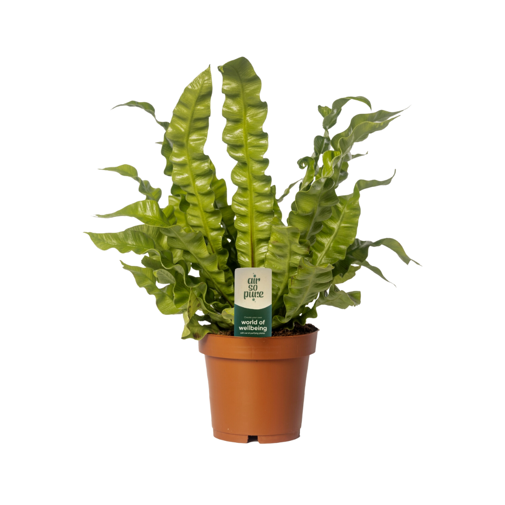 Nestvaren (Asplenium Crispy Wave) H 25 ø 12 cm