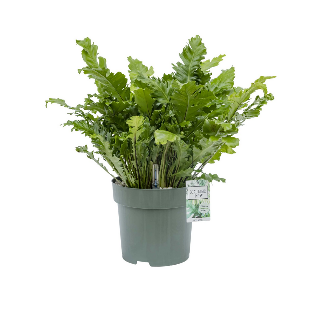 Nestvaren (Asplenium Green Miracle) H 70 ø 30 cm