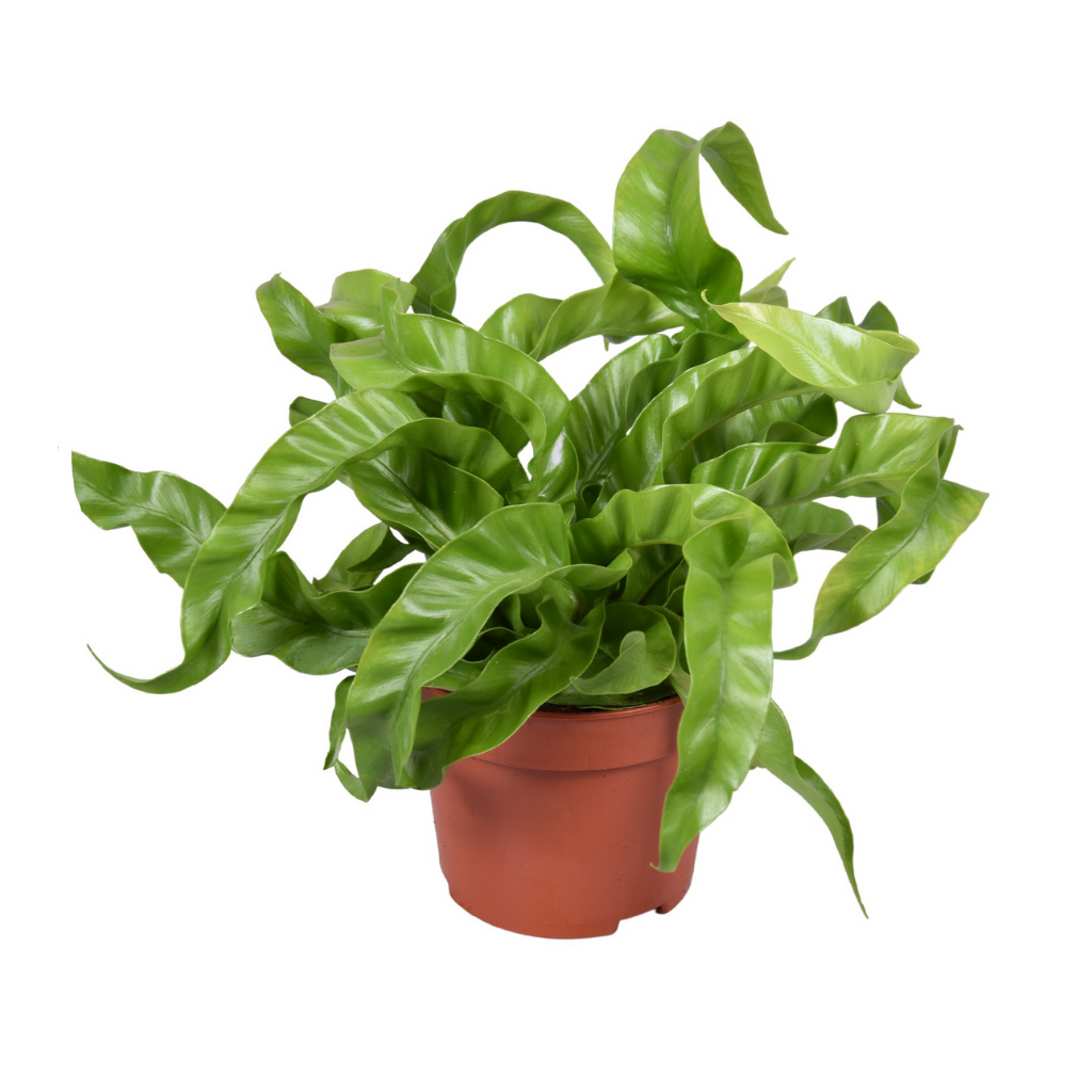 Nestvaren (Asplenium Hurricane) H 23 ø 12 cm