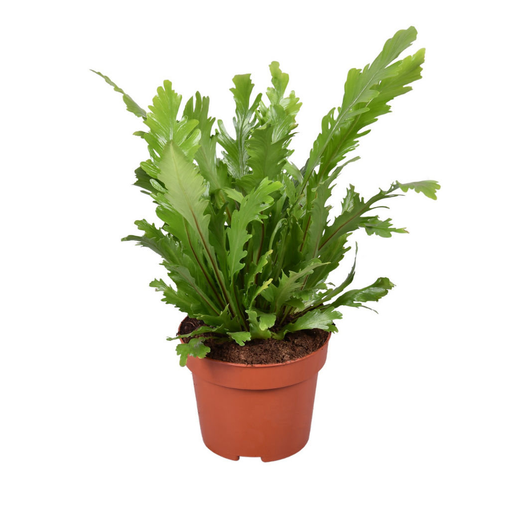 Nestvaren (Asplenium Nidus) H 35 ø 12 cm