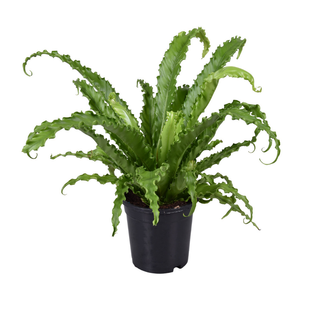 Nestvaren (Asplenium Osaka) H 45 ø 17 cm