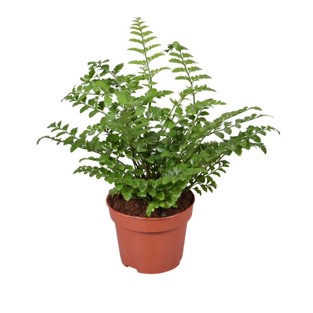 Nestvaren (Asplenium Parvatti) H 20 ø 12 cm