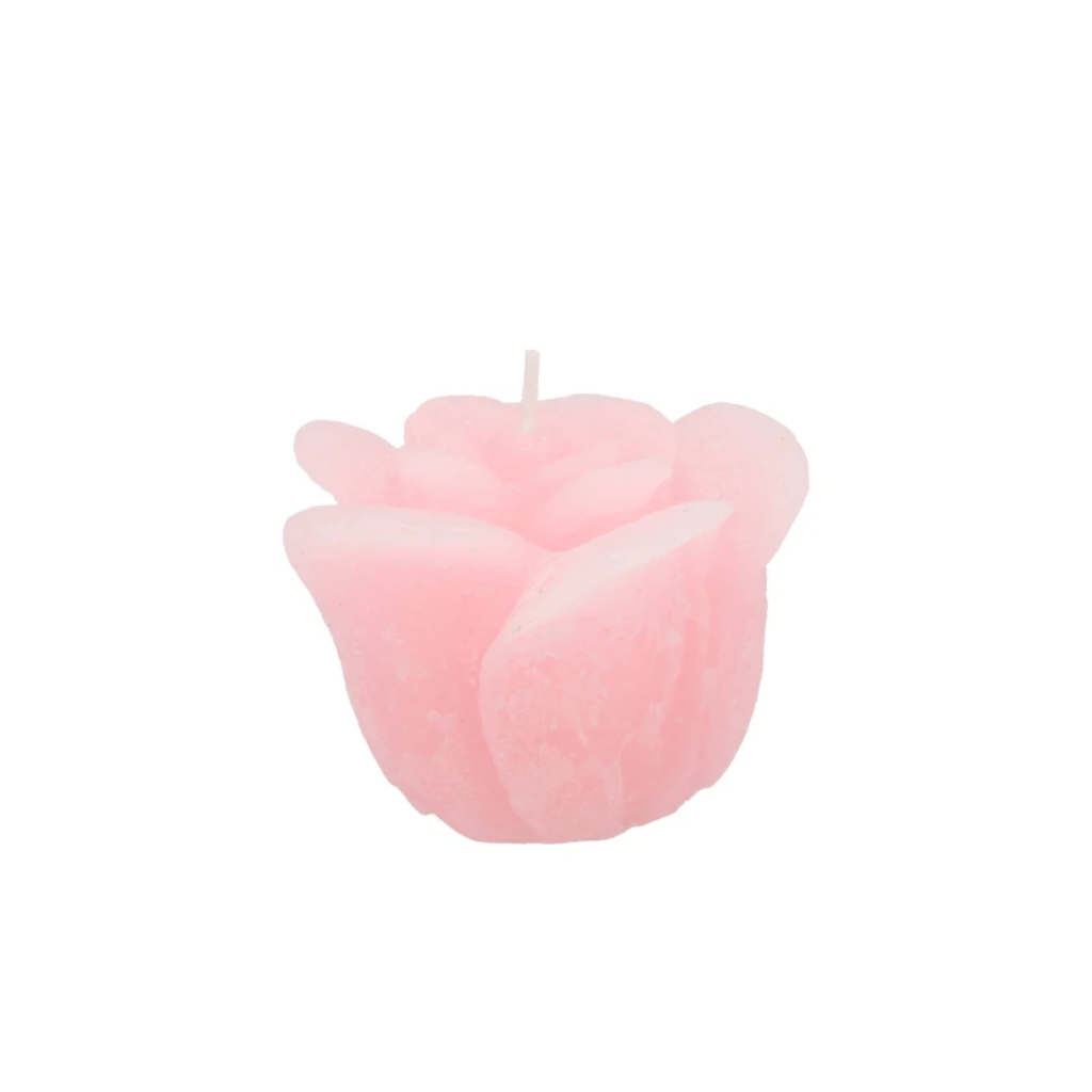 Rooskaars White Pink 8 x 7 cm