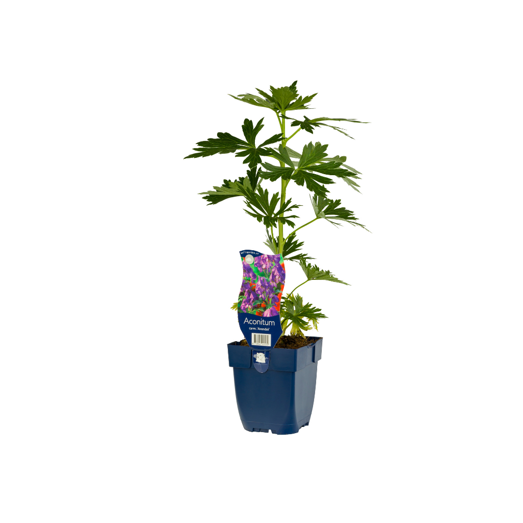 Monnikskap (Aconitum carm. 'Arendsii') ø 11 cm