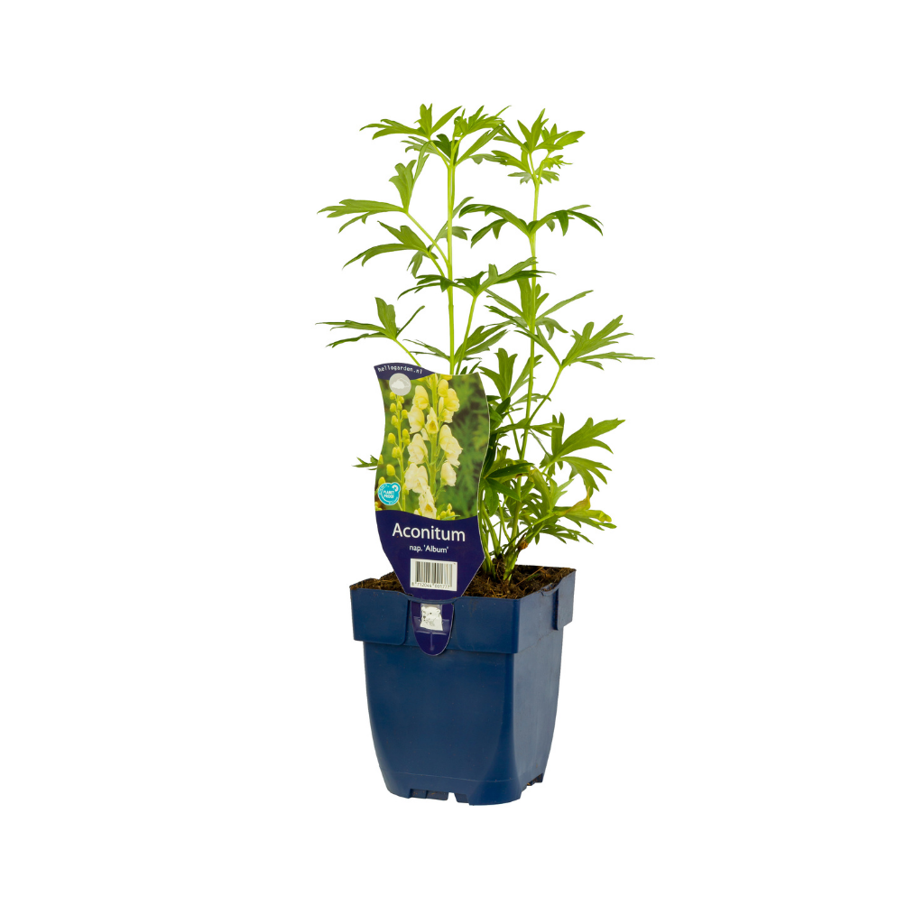 Monnikskap (Aconitum nap. 'Album') ø 11 cm