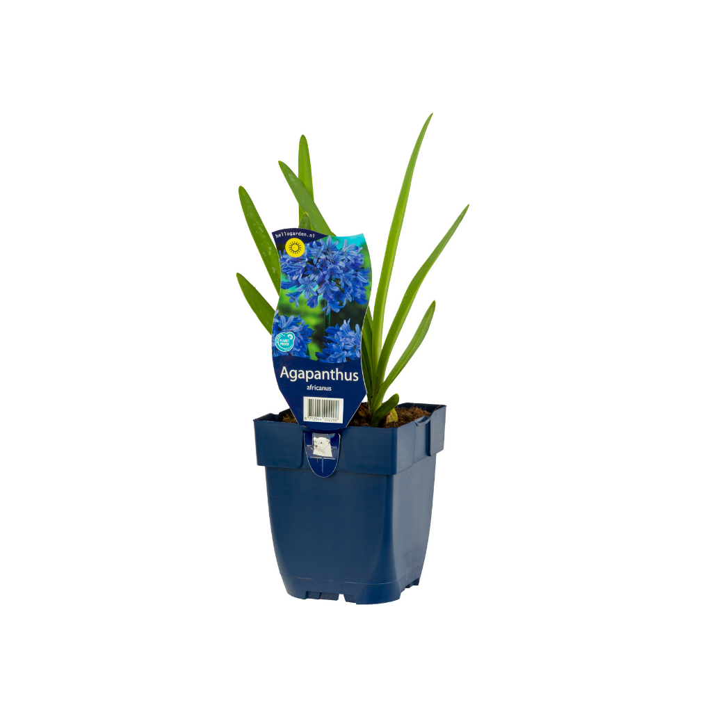 Afrikaanse lelie (Agapanthus africanus) ø 11 cm