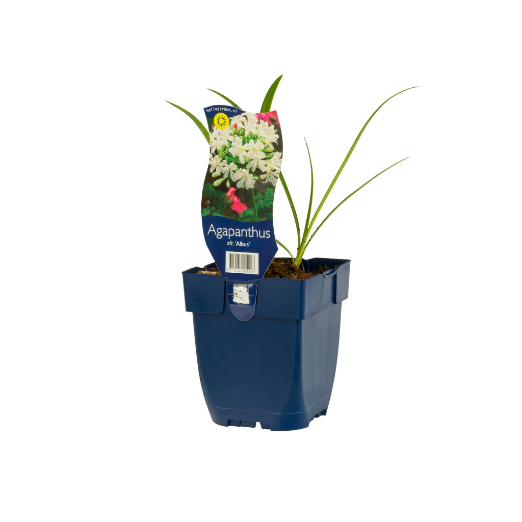 Afrikaanse lelie (Agapanthus africanus 'Albus') ø 11 cm