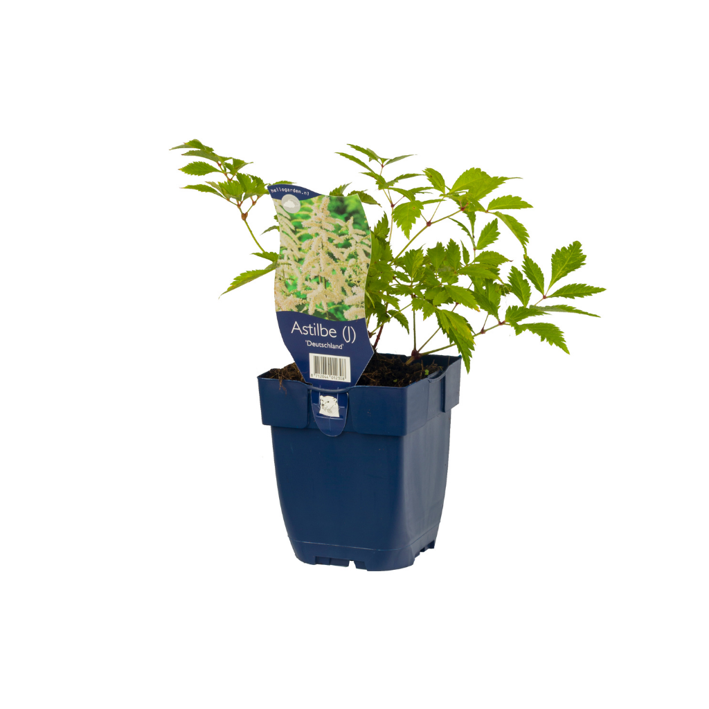 Spirea (Astilbe (J) 'Deutschland') ø 11 cm