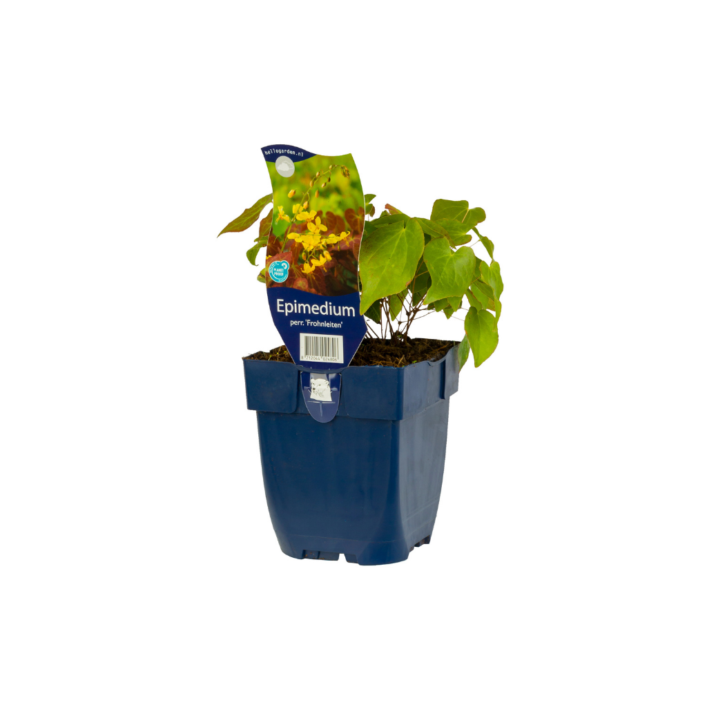 Elfenbloem (Epimedium perralch. 'Frohnleiten') ø 11 cm