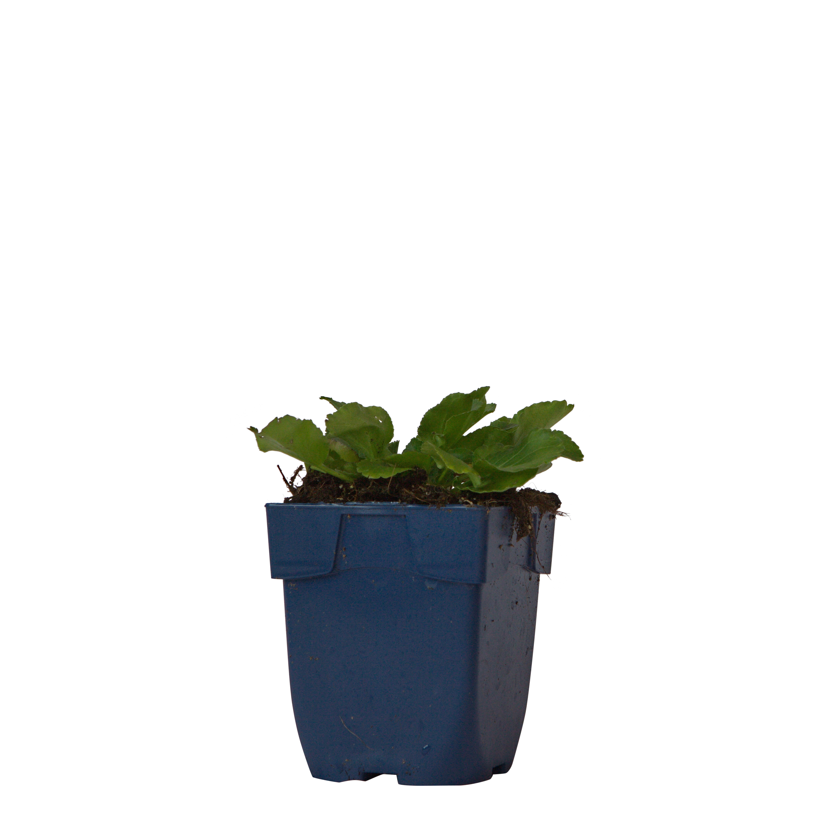 Kruisdistel (Eryngium planum) ø 11 cm