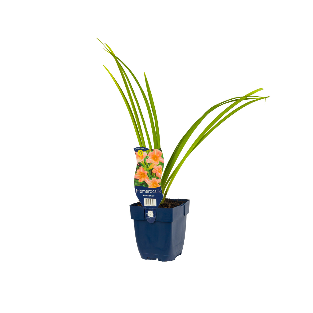 Daglelie (Hemerocallis 'Pink Damask') ø 11 cm