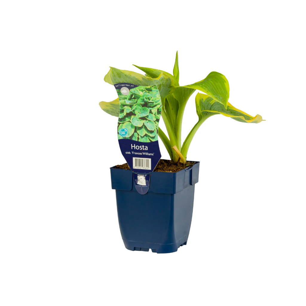 Hartlelie (Hosta sieb. 'Frances Williams') ø 11 cm