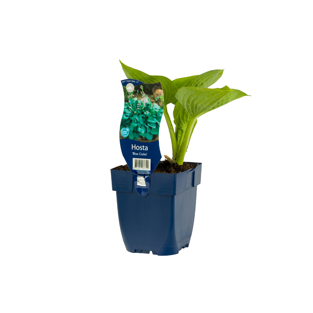 Hartlelie (Hosta 'Blue Cadet') ø 11 cm