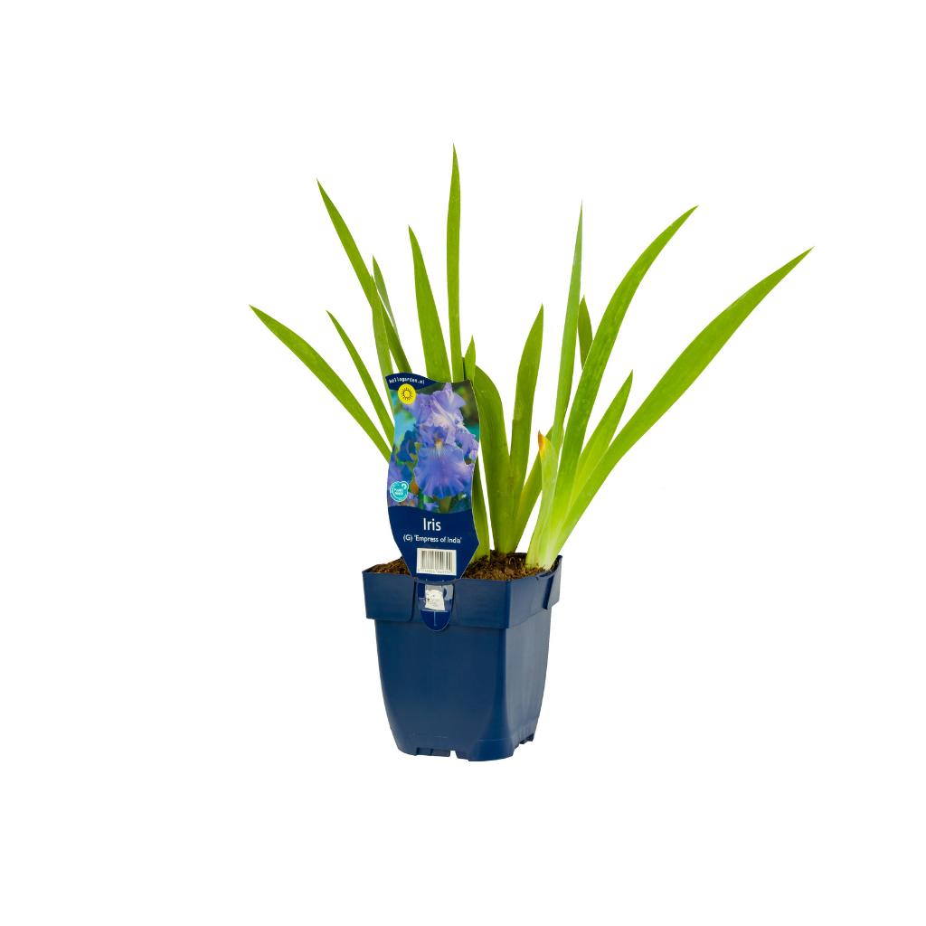 Baardiris (Iris (G) 'Empress of India') ø 11 cm