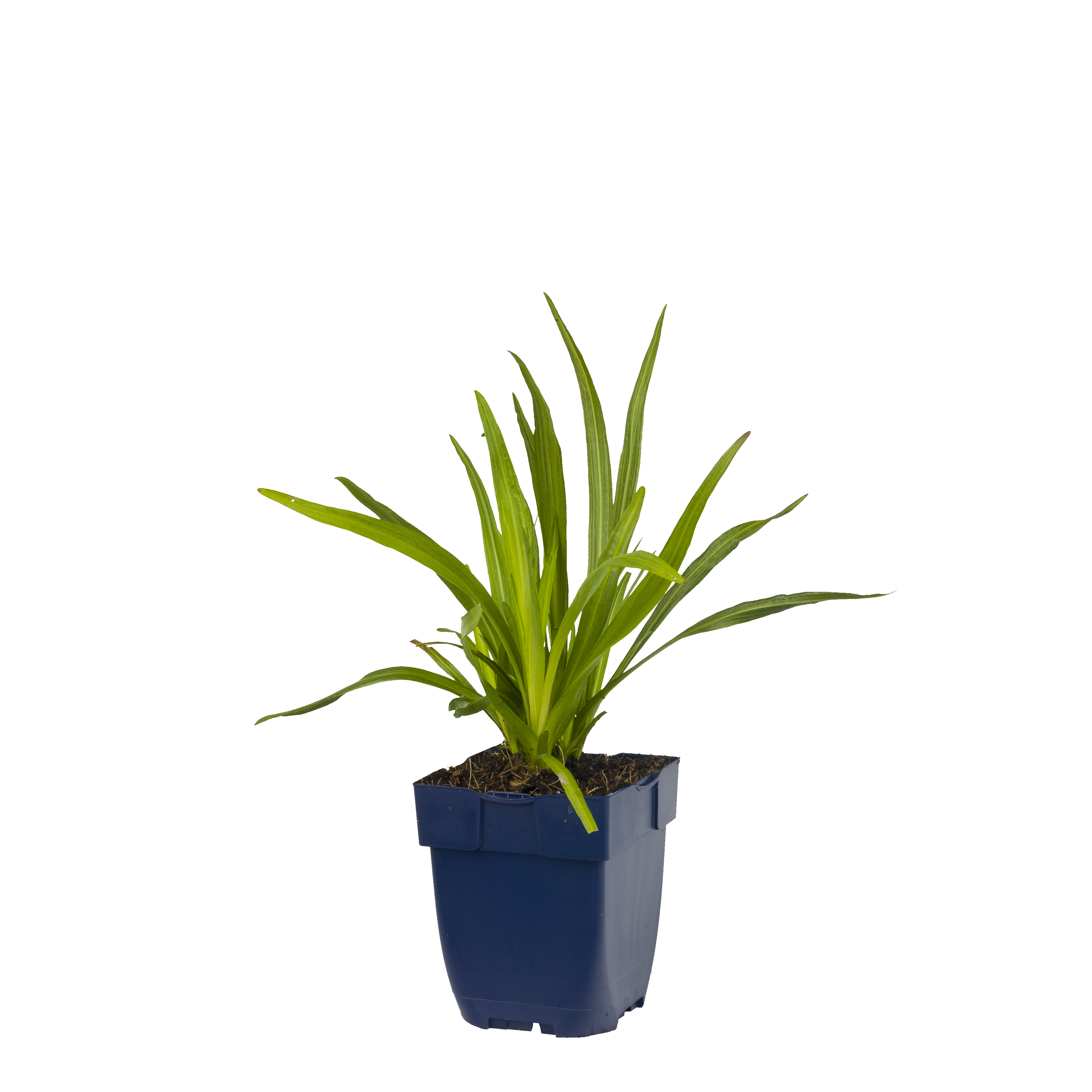 Lampepoetser (Liatris spicata) ø 11 cm